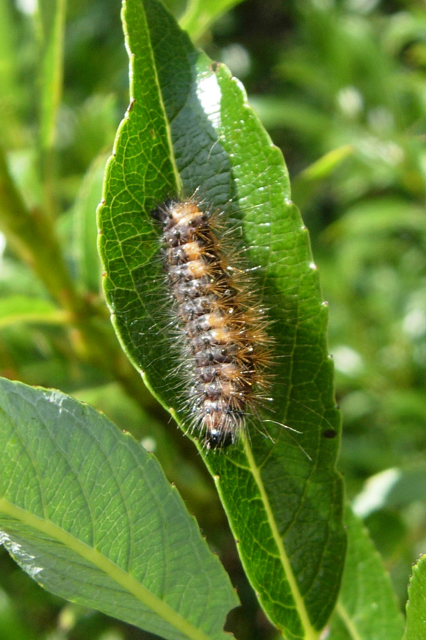 Bruchi di Arctidae